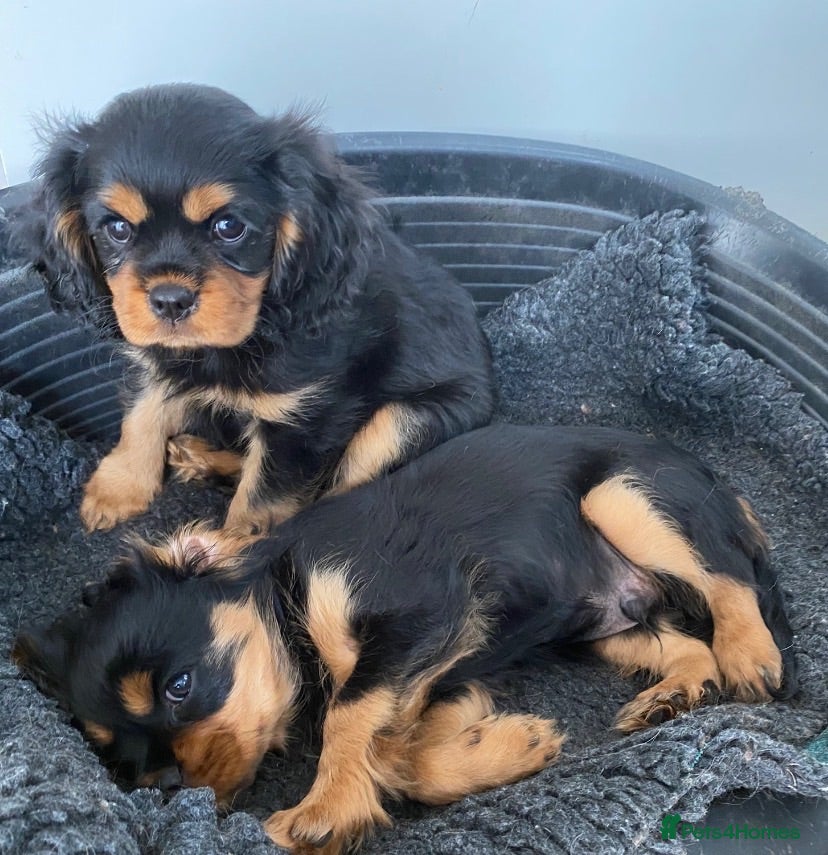 Cavalier King Charles Spaniel dogs Chocolate carrier’s 🤎 kc registered  - Advert 12