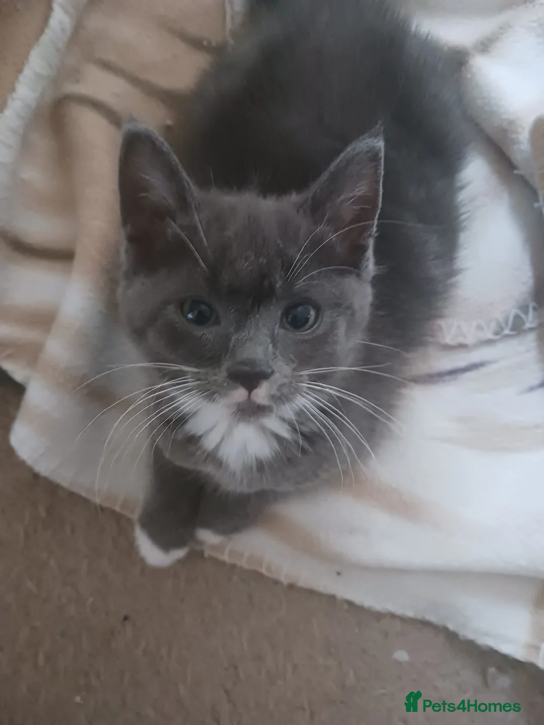 Ragdoll cats for sale: CUTE RARE BLUE COLOUR RAGDOLL KITTENS  - Advert 12