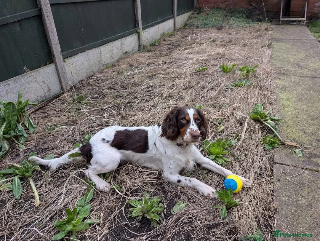 English Springer Spaniel dogs for adoption: ‼️ URGENT FOSTER OR FOSTER TO ADOPT 💙🐶 TOMMY in High Peak - Advert 1