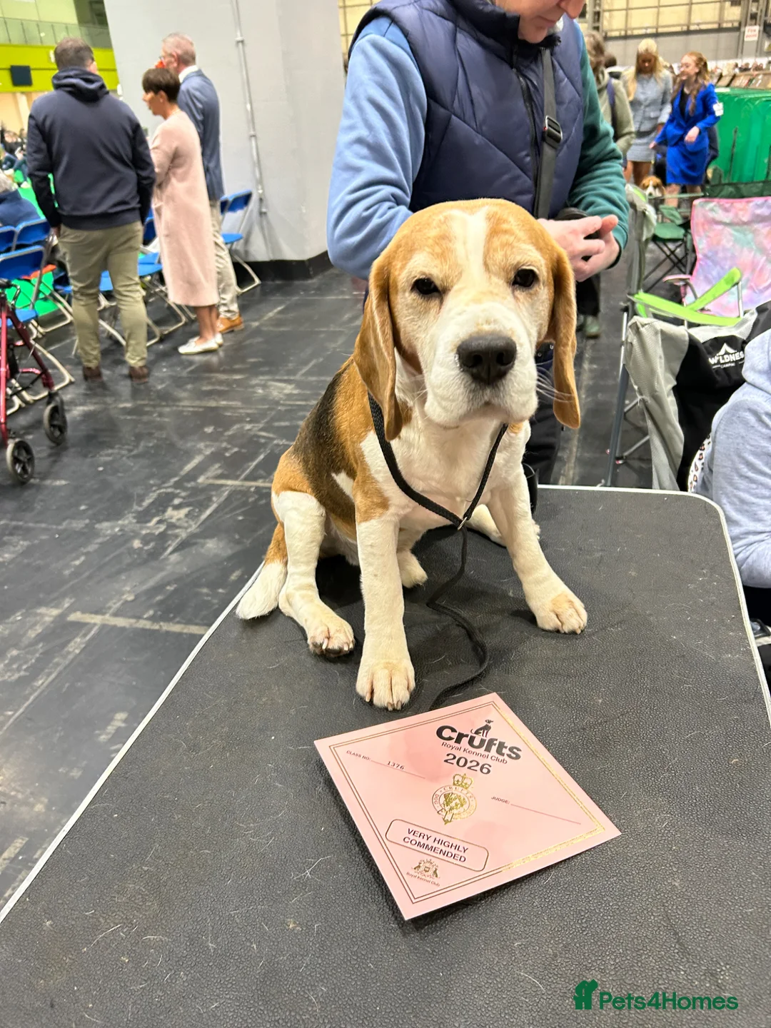 Beagle dogs for stud: PROVEN CRUFTS WINNER STUD DOG, CHAMPION BRED - Advert 1