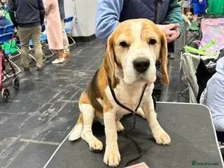 Beagle dogs TOP WINNING STUD CRUFTS QUALIFIED, CHAMPION BRED - Advert 5
