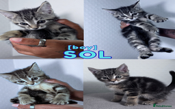 Mixed Breed cats for sale: READY NOW - 1/4 Maine Coon Kittens - Image 5