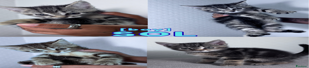 Sol 🩵