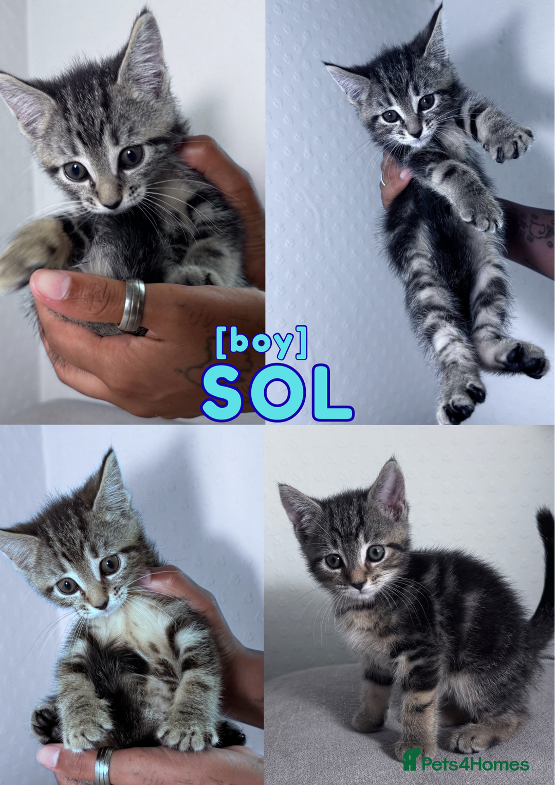 Mixed Breed cats for sale: READY NOW - 1/4 Maine Coon Kittens - Image 5