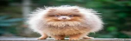 Pomeranian dogs for sale: OUTSTANDING TINY POMERANIAN PUPPIES 🐾 - Advert 8
