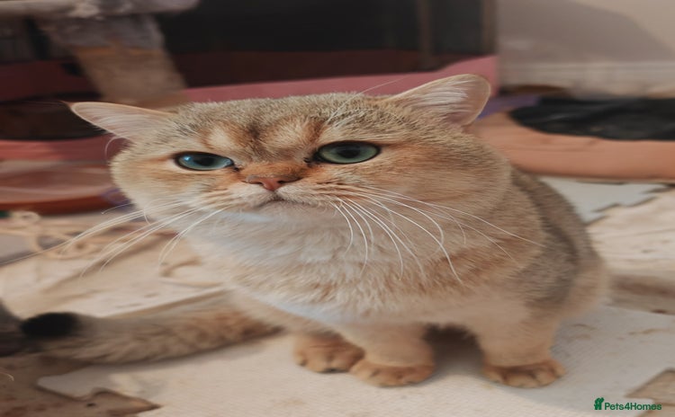 British Shorthair cats Pegidree adult loving British Shorthair for sake - Advert 13