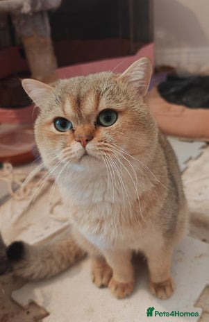 British Shorthair cats Pegidree adult loving British Shorthair for sake - Advert 13