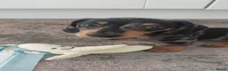 Miniature Dachshund dogs for sale: Dapple miniature dachshund - Advert 6