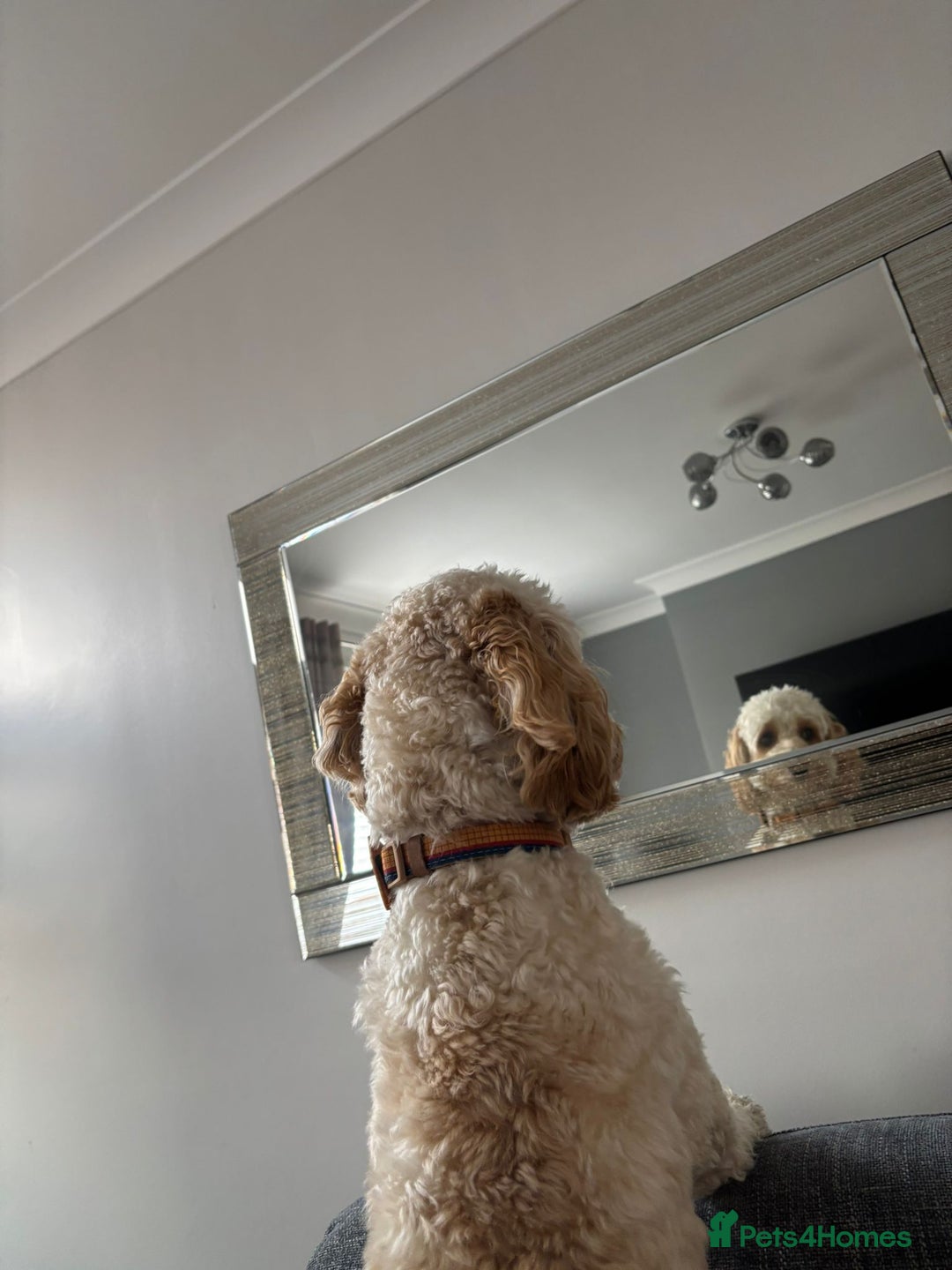 Cockapoo dogs for stud: Male cockapoo for stud 'Woody' - Image 3