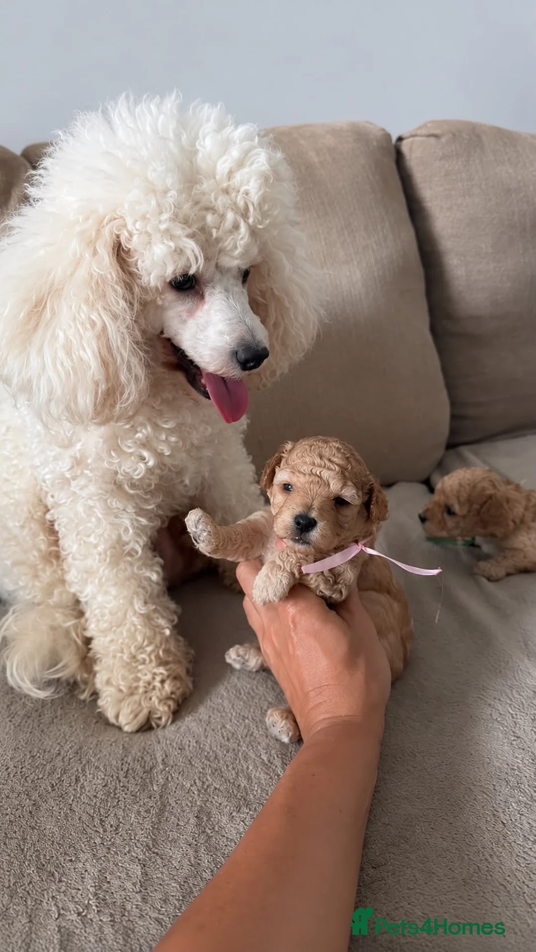Toy Poodle dogs for sale: Apricot  Toy Poodle Girls in Hemel Hempstead - Advert 2