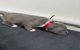 Staffordshire Bull Terrier dogs for sale: 9 chunky stuffy puppies - Image 6