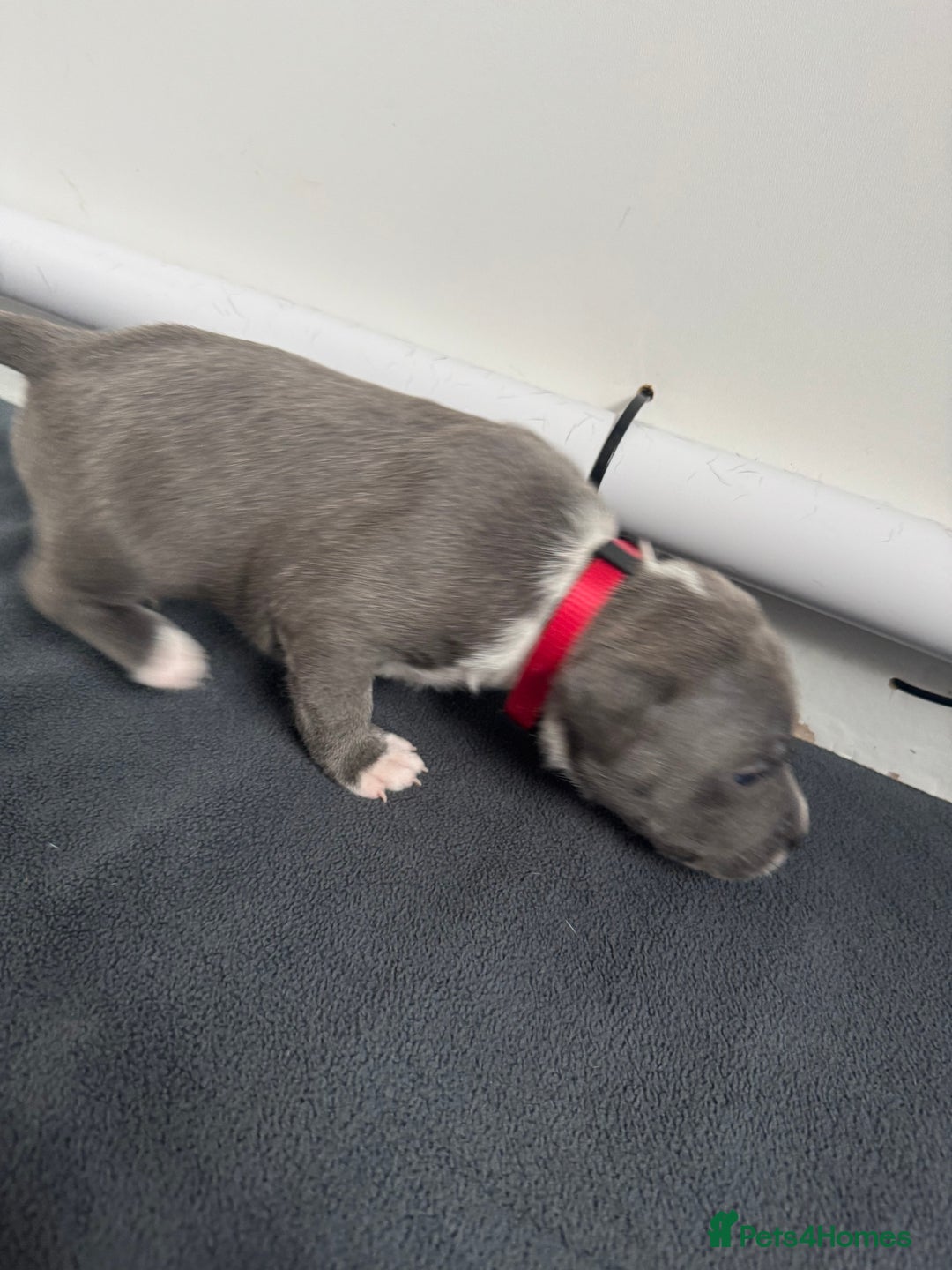 Staffordshire Bull Terrier dogs for sale: 9 chunky stuffy puppies - Image 6