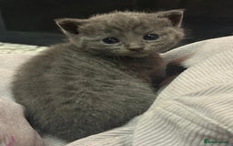 Russian Blue cats for sale: One beautiful Russian blue girl left 🩷 - Advert 13