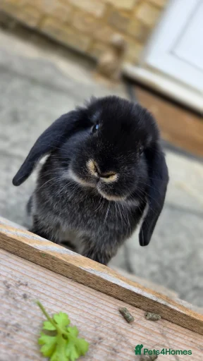 Gallery Image {{count}}