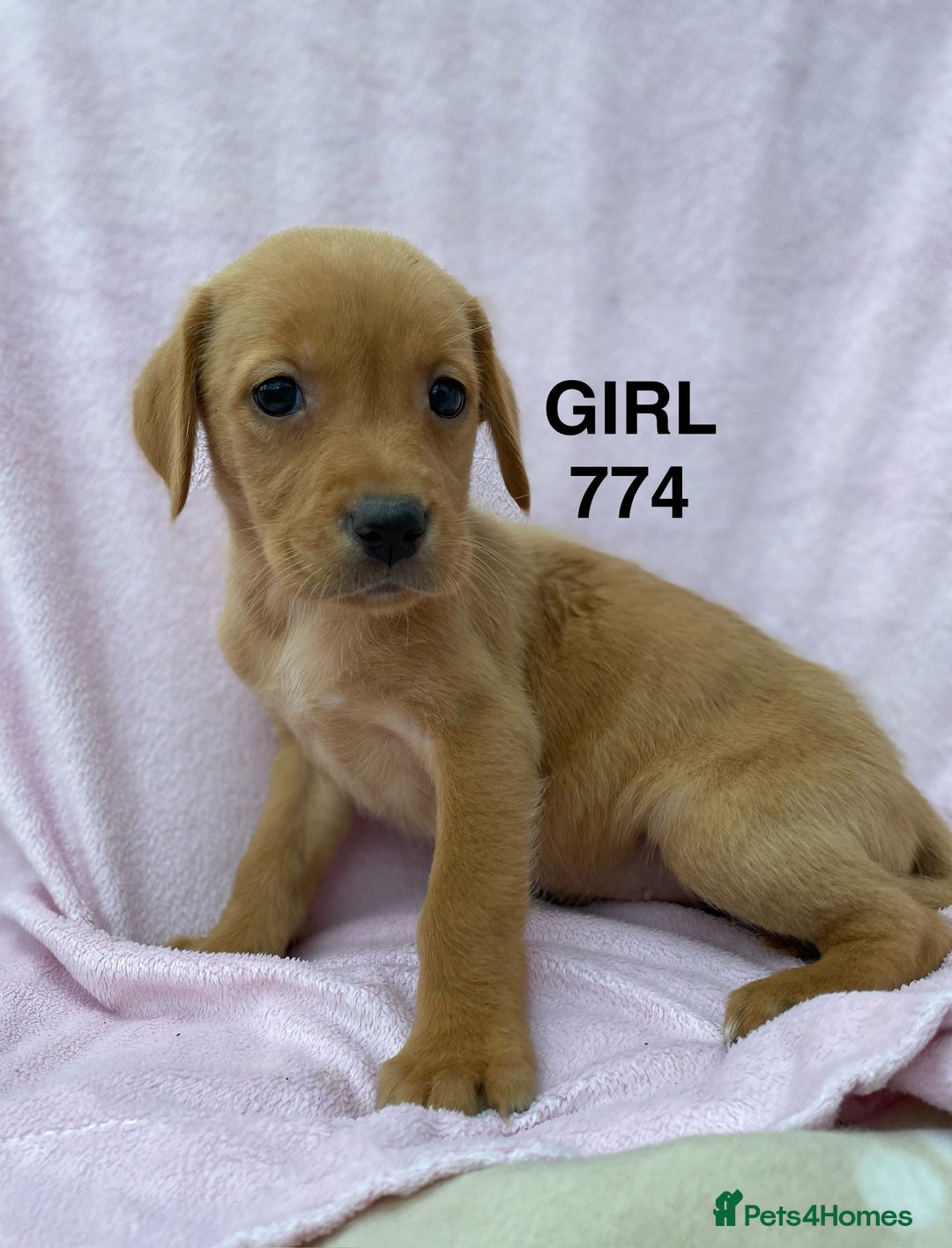 Labrador Retriever dogs for sale: Labrador Retriever - Image 31