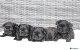 Mixed Breed dogs for sale: French bulldog X imperial shih tzu  - Image 5