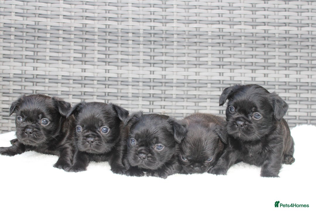 Mixed Breed dogs for sale: French bulldog X imperial shih tzu  - Image 5