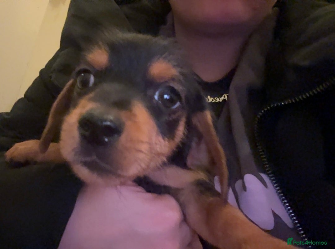Mixed Breed dogs for sale: Minituare Yorkie cross dachshund puppies - Image 6