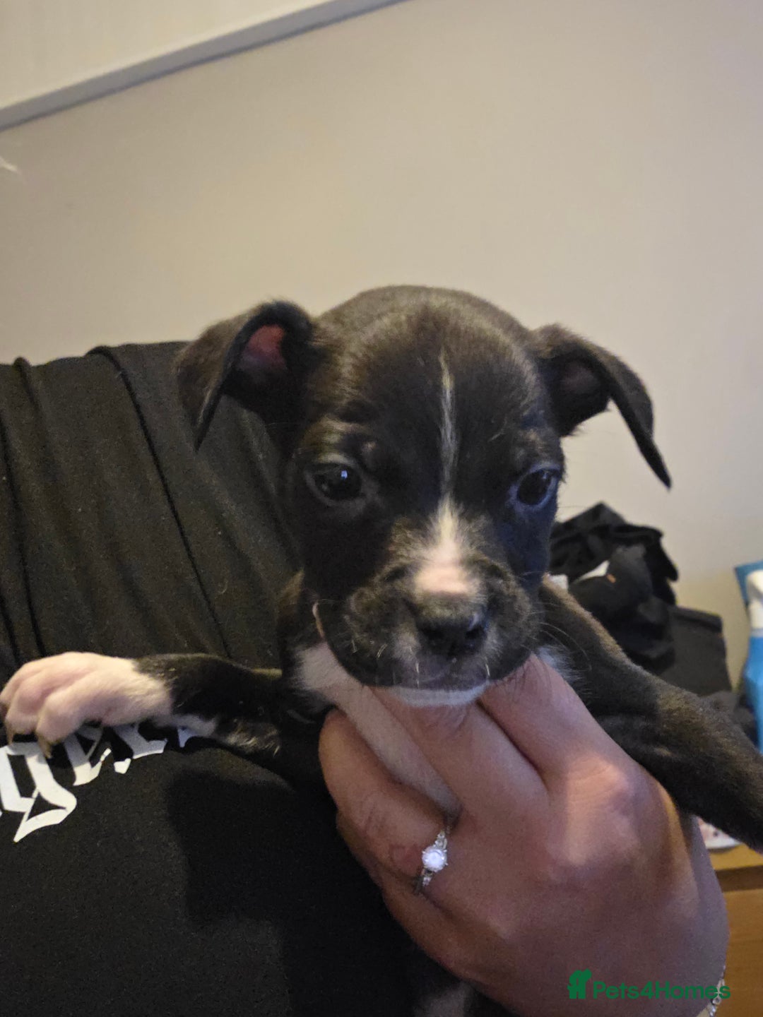 Mixed Breed dogs for sale: Puppies - Advert 5