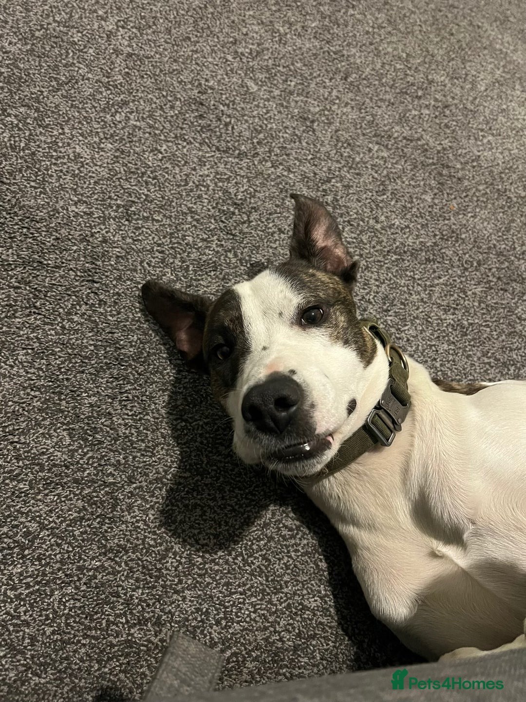 Lurcher dogs for sale: Lurcher cross  - Advert 1