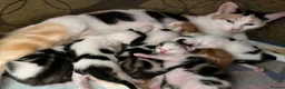 Mixed Breed cats for sale: Cute kittens - Advert 16
