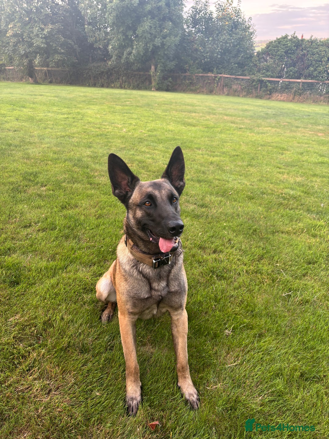 Belgian Shepherd Dog dogs for stud: Belgian X Dutch Shepherd Stud - Image 5