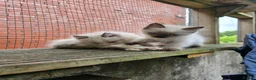 Ragdoll cats for sale: Ragdoll kittens from gçcf registered parents - Advert 9