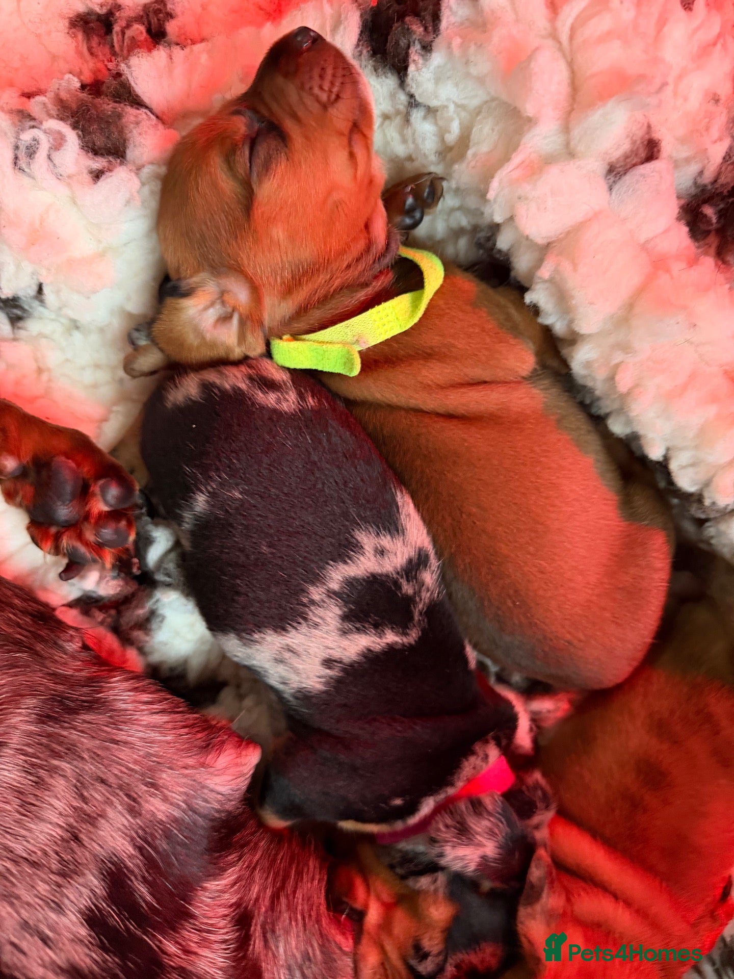 Dachshund dogs dachshund puppies For sale *1 boy left green* - Advert 2