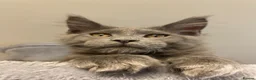 Maine Coon cats for sale: 💙*🦁*BLUE MAINE COON*💎*KITTENS*🦁*💙 - Advert 13