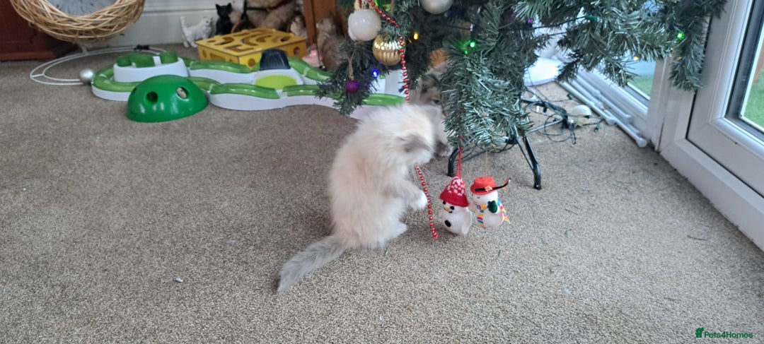 Ragdoll cats for sale: 2 ragdoll cross persian kittens - Advert 15