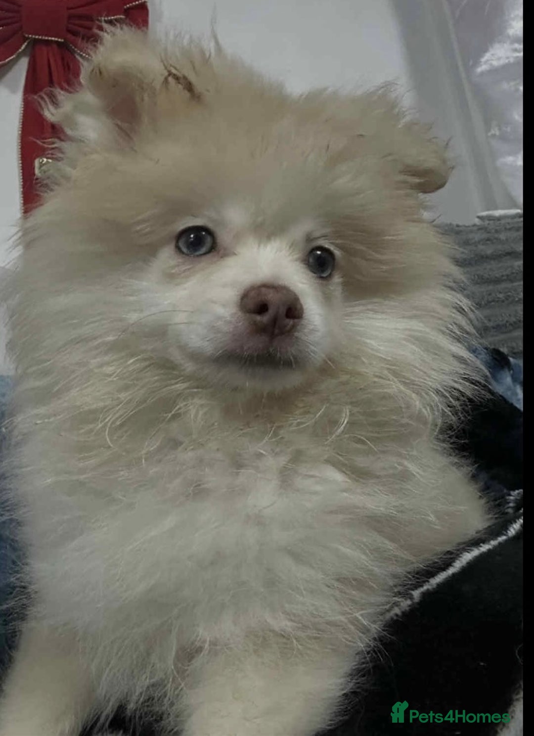 Pomeranian dogs for sale: Blue eyed Pomeranian boy ready now  - Advert 4