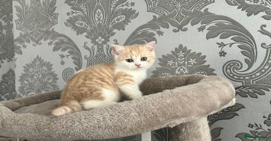 British Shorthair cats - Advert 6
