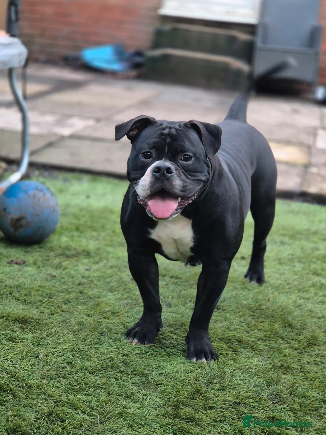 Olde English Bulldogge dogs for sale: Female 12 month olde english bulldog  - Advert 4