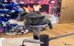 British Shorthair cats for sale: Adorable British blue Shorthair Kittens  - Image 24