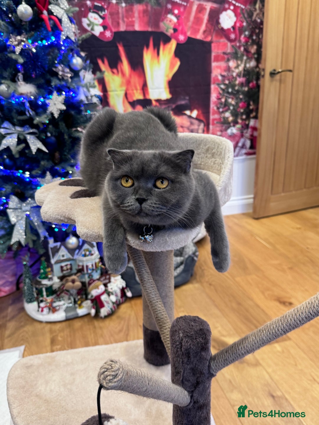 British Shorthair cats for sale: Adorable British blue Shorthair Kittens  - Image 24
