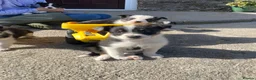 Border Collie dogs for sale: 4 Border Collie Puppies  - Advert 13