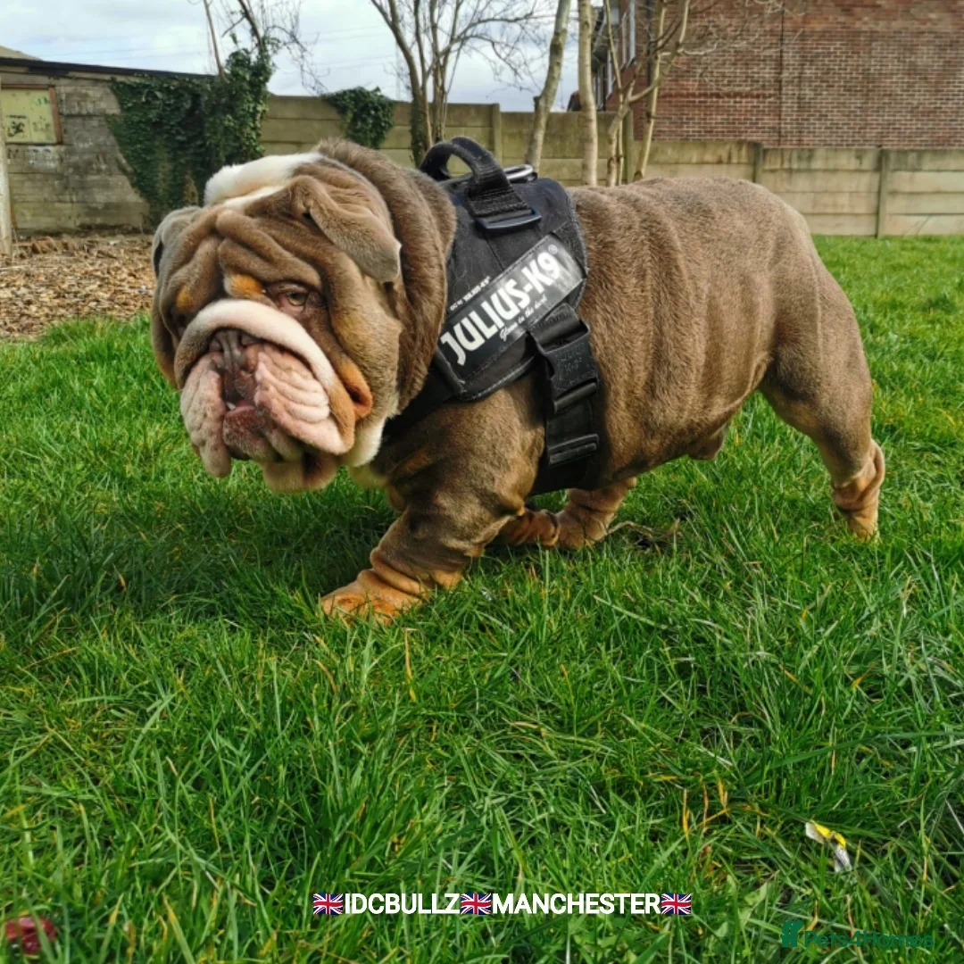 English Bulldog dogs for stud: Uncle Fester in Manchester - Advert 8