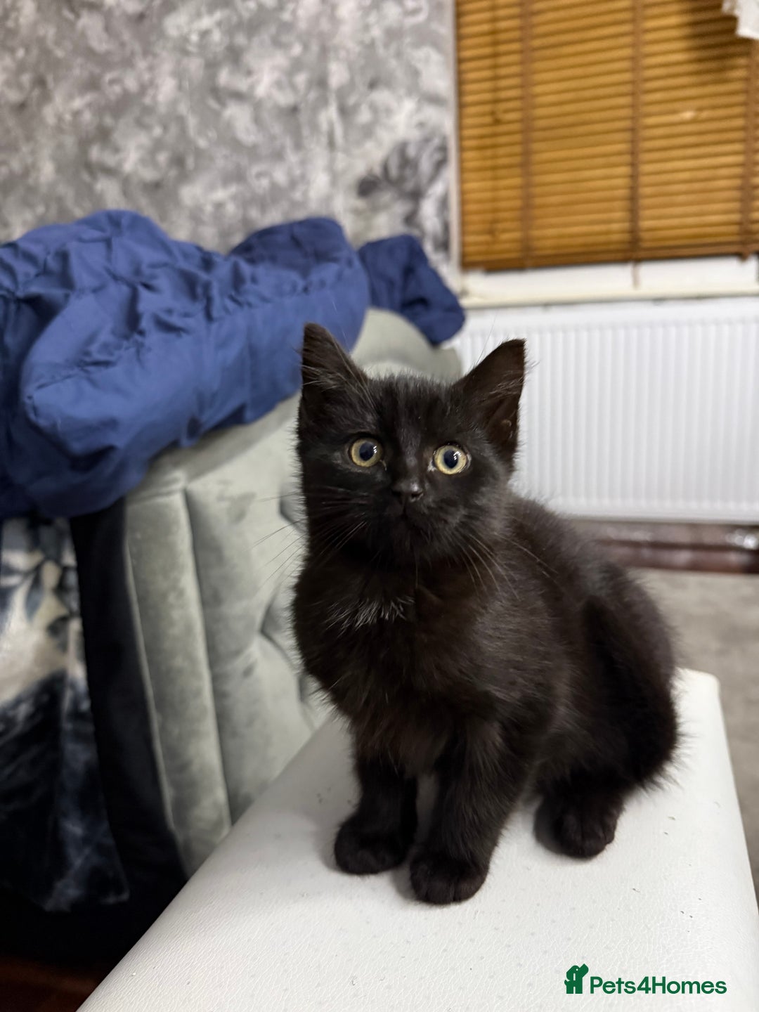 Mixed Breed cats for sale: 10-Week-Old Playful Kittens Seeking Loving Homes - Advert 14