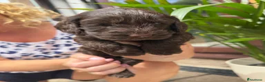 Cockapoo 6