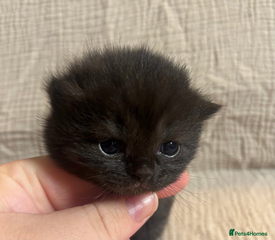 British Shorthair cats for sale: British shorthair kittens - Image 5