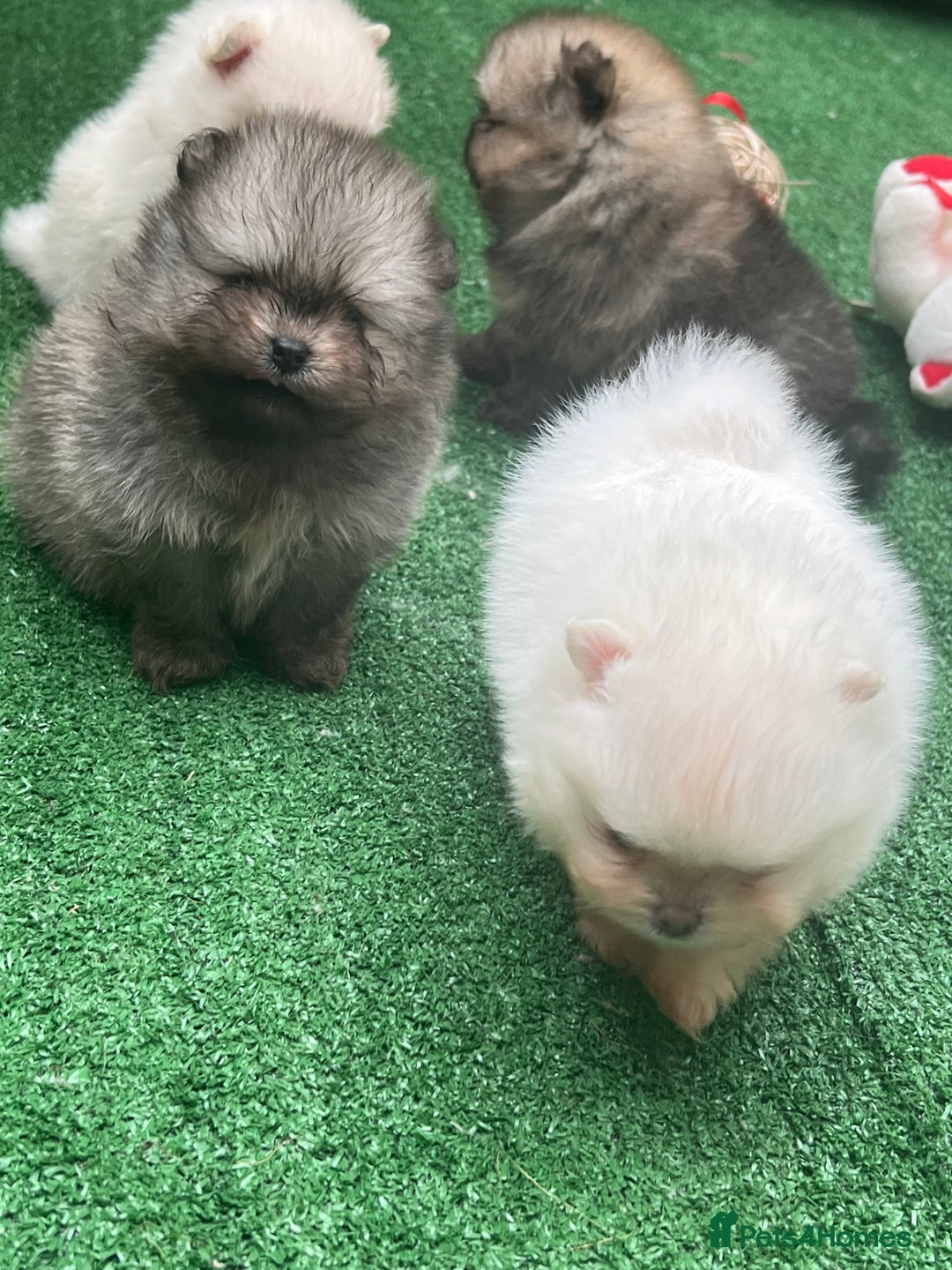 Pomeranian dogs for sale: Pomeranian toy  - Image 18