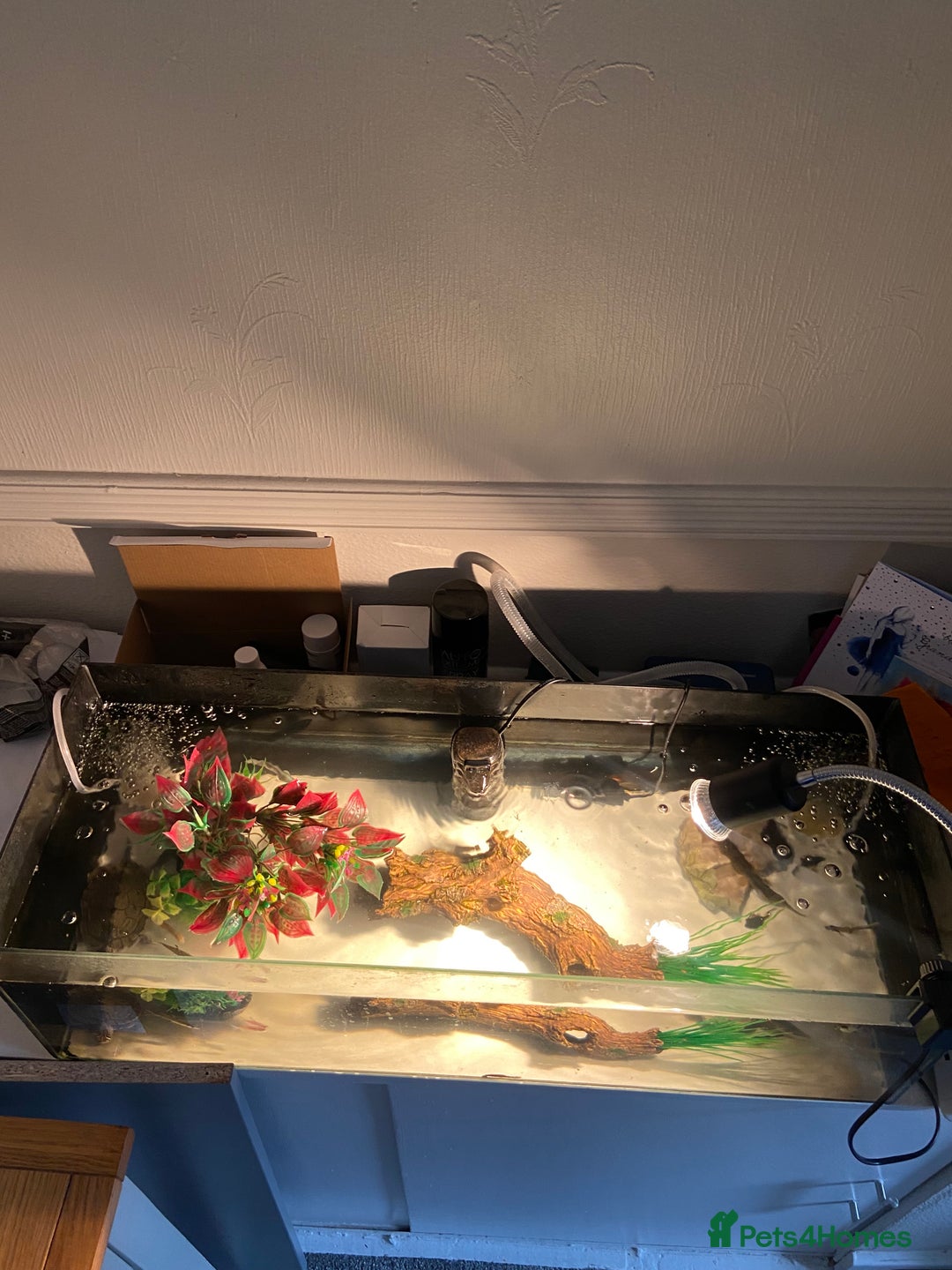 Other/Mixed Breed fish for sale: Male Map Turtle & 12 Fish with full setup - Image 4