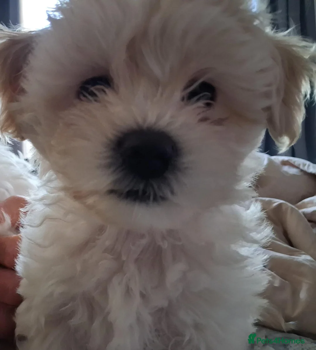 Bichon Frise dogs for sale: bichon  - Advert 2