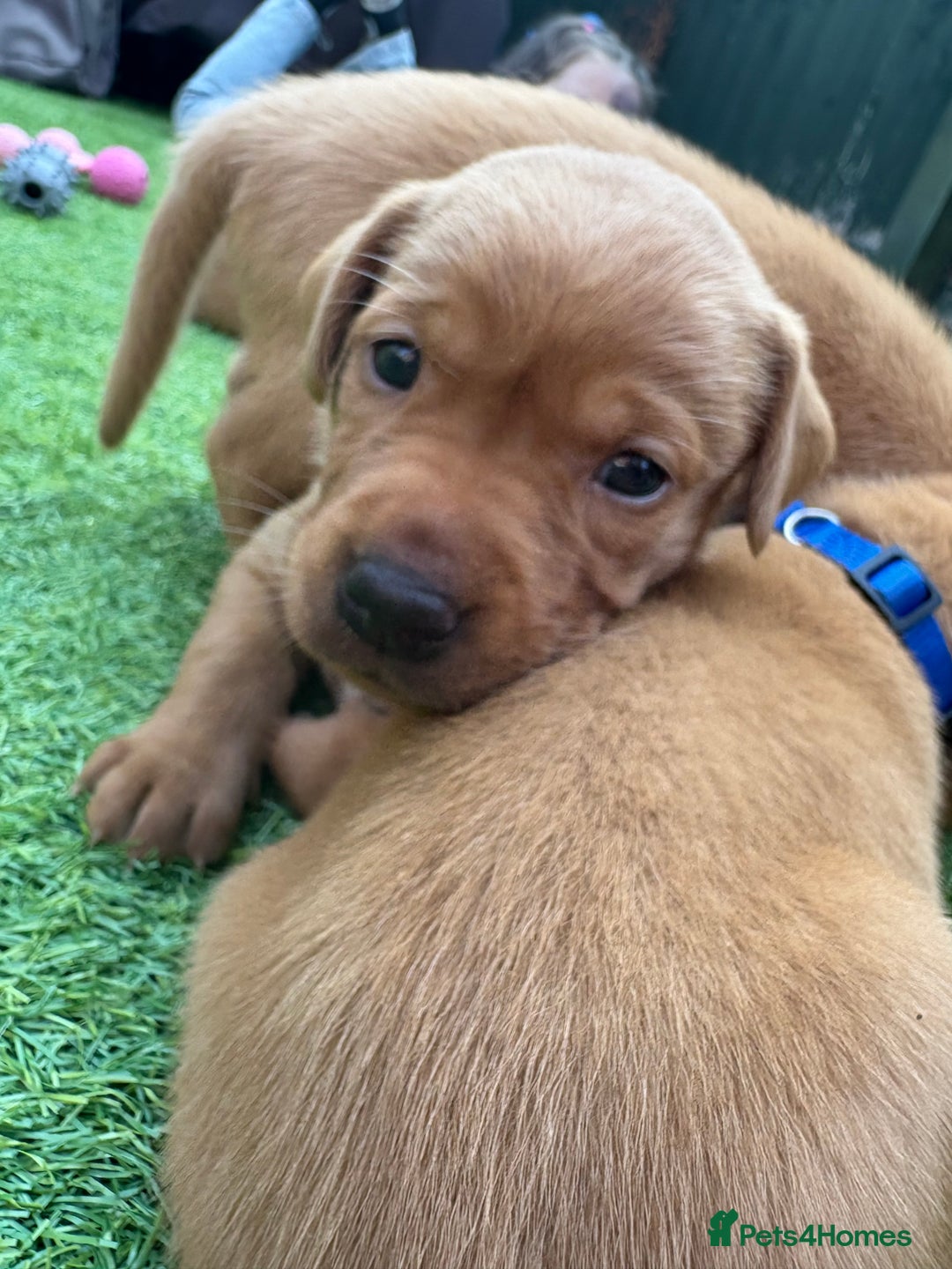 Labrador Retriever dogs for sale: Stunning Fox Red Labrador puppies  - Image 37