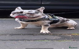 French Bulldog dogs for stud: 💎Blue & Tan 🤎 Merle French bulldog stud 🧬🔥 in Manchester - Image 12