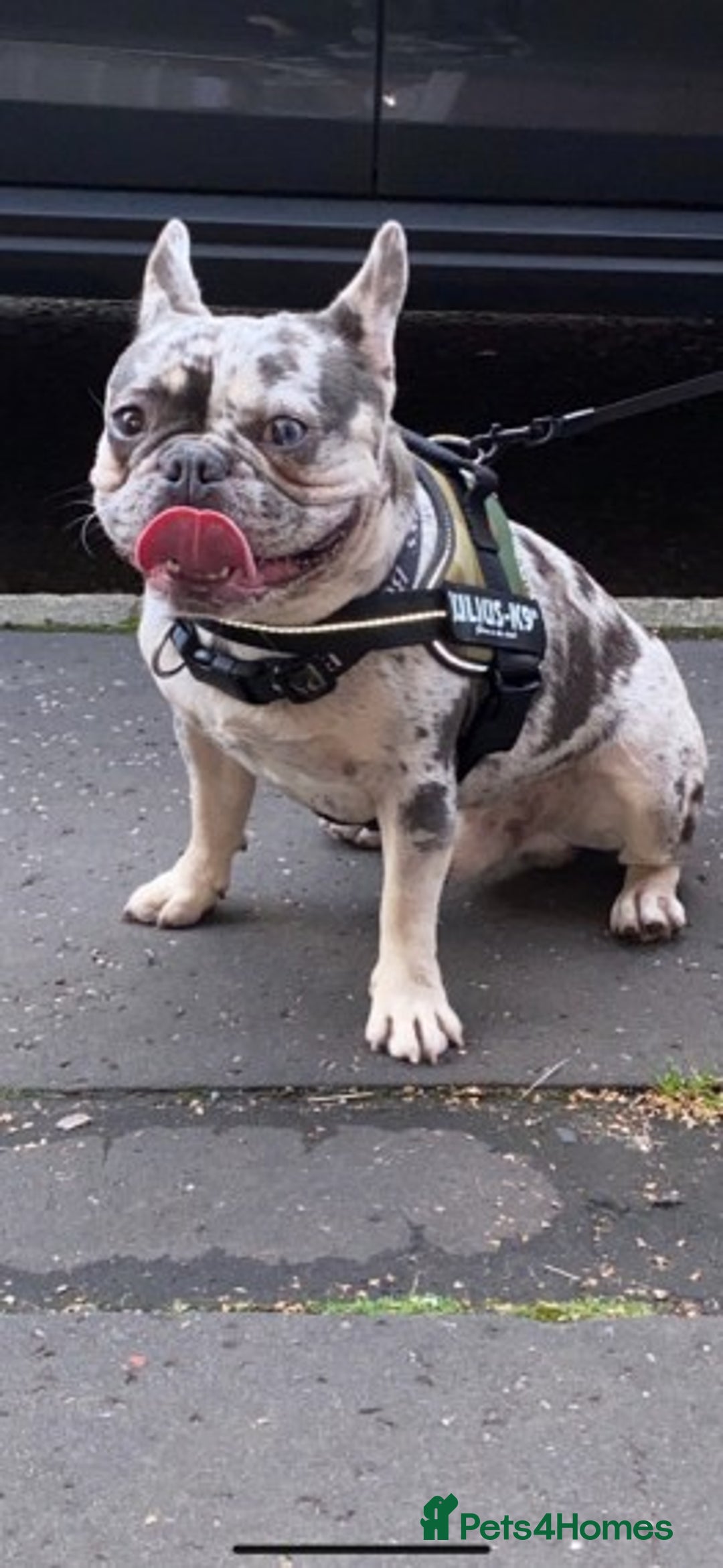 French Bulldog dogs for stud: 💎Blue & Tan 🤎 Merle French bulldog stud 🧬🔥 in Manchester - Image 12