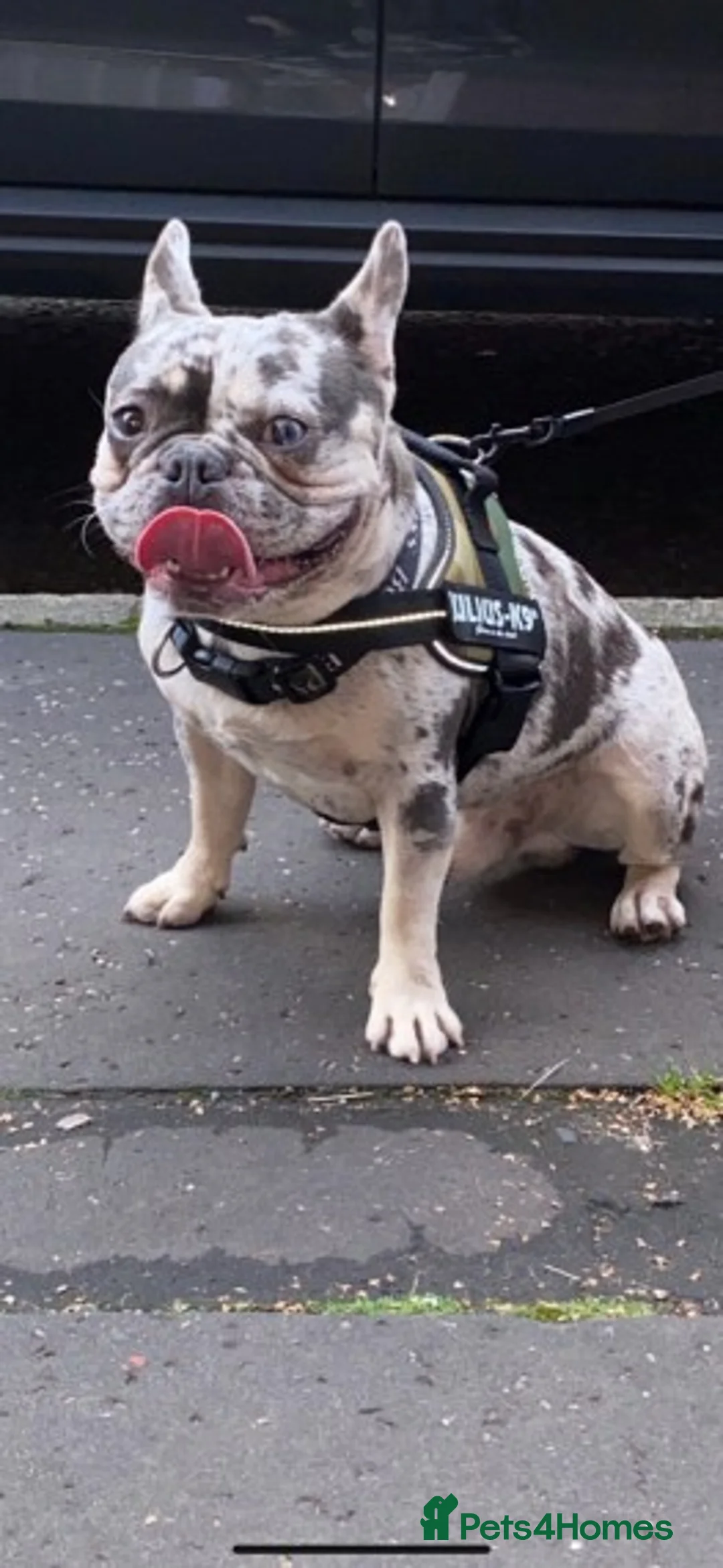 French Bulldog dogs for stud: 💎Blue & Tan 🤎 Merle French bulldog stud 🧬🔥 in Manchester - Advert 12