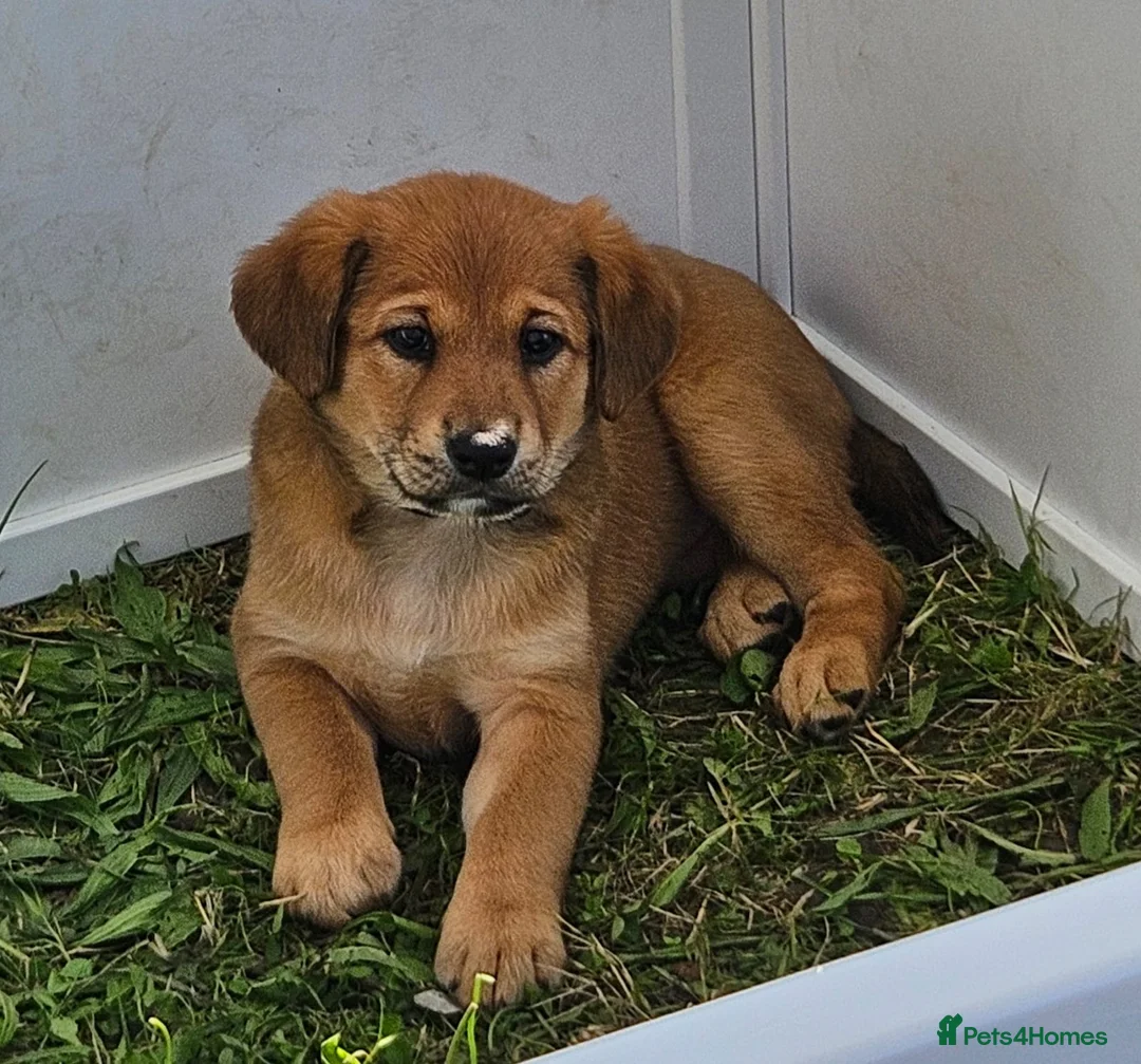 Mixed Breed dogs for sale: For sale female chowba cross sprocker puppy - Advert 2