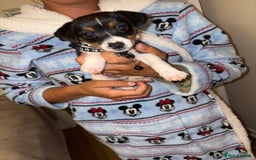 Jack Russell dogs for sale: Jack Russell Pure Breed Puppy’s  - Image 24
