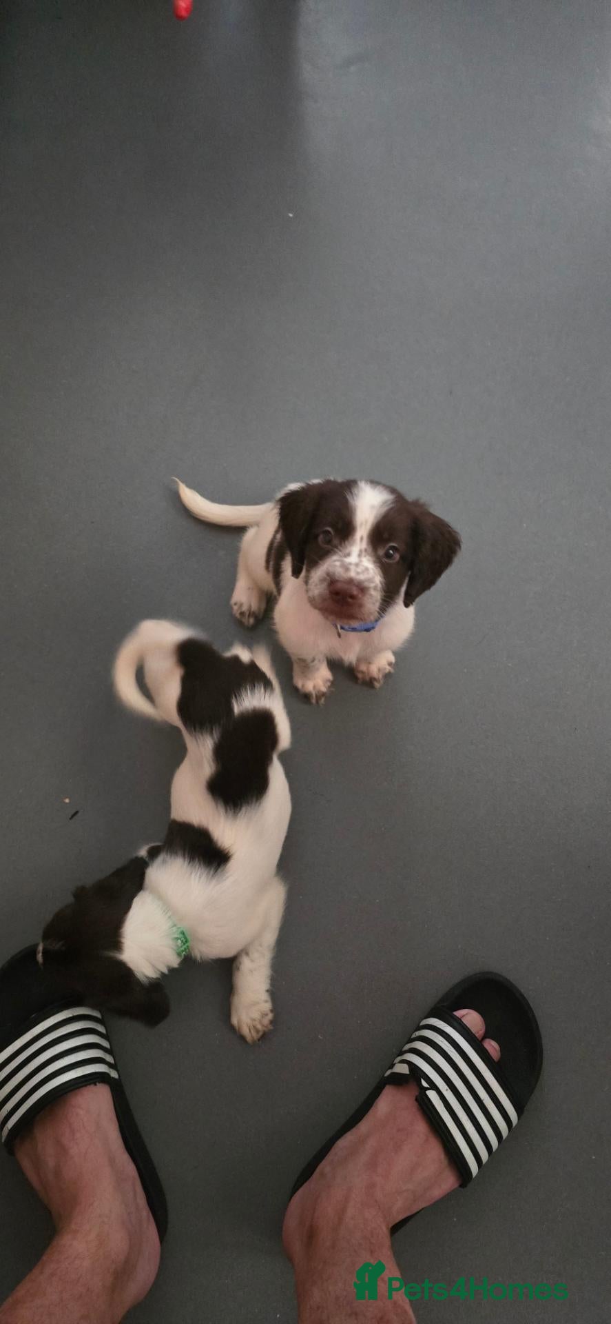 English Springer Spaniel dogs English Springer Spaniel Puppies  - Advert 2
